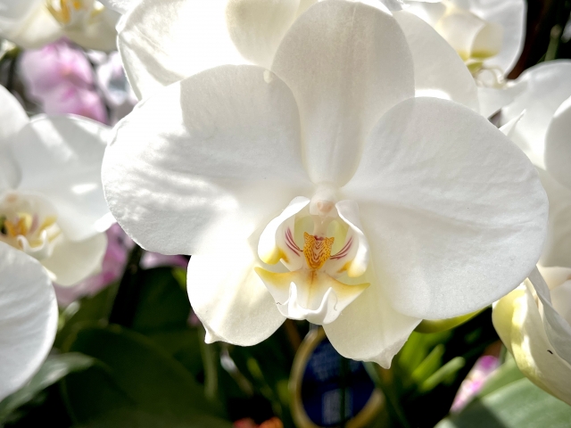 alt="白い胡蝶蘭の写真|低温型の黄変を見分ける10秒チェックポイントを解説する記事イメージ"