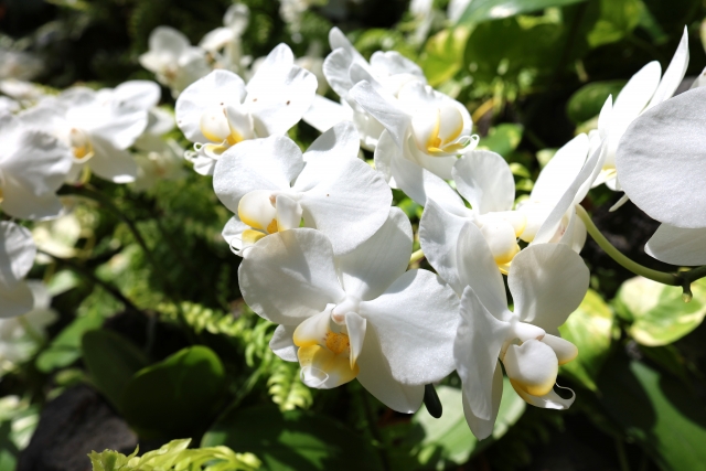 alt="白い胡蝶蘭の写真|根腐れから回復できるケースと回復が難しいケースを比較解説する記事イメージ"