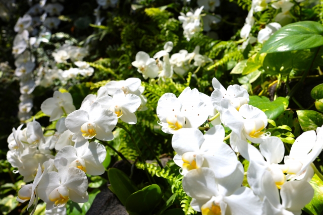 alt="法人向け胡蝶蘭の写真｜立札の英語表記で起こりやすいNG例と事故防止の考え方を解説する記事イメージ"