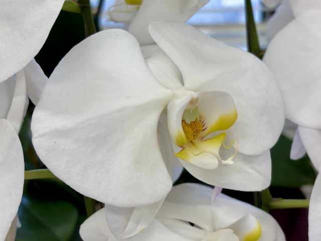 白い胡蝶蘭の大輪花を横から捉えた接写写真|純白の花弁と黄色のリップが美しいコチョウラン・開店祝いや就任祝いに選ばれる上品な法人向けフラワーギフトイメージ