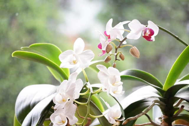 白とピンクのミディ胡蝶蘭が窓辺で咲く写真｜つぼみと花が混在するコチョウランの優雅な枝姿・自宅インテリアや法人贈答にも人気の上品なフラワーギフトイメージ