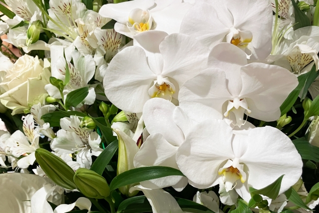 alt="移転祝いで選ばれる白い胡蝶蘭の写真｜法人贈答で失礼になりにくい定番カラーのコチョウランギフト"
