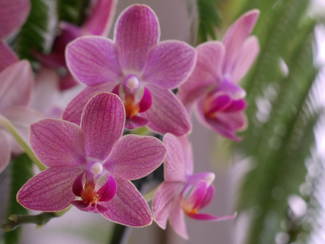 胡蝶蘭がピンク色の花を咲かせています