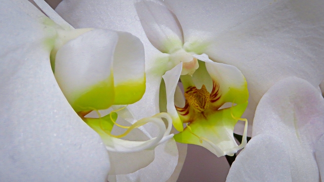 alt="白い胡蝶蘭の写真|医療機関・士業・IT企業など業種別に立札マナーの違いを解説する記事イメージ"