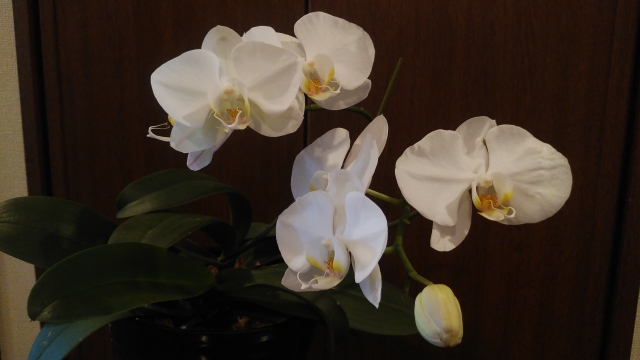 alt="胡蝶蘭の立札マナーや御祝表題のNG例を解説する記事イメージ|法人向け胡蝶蘭ギフト"