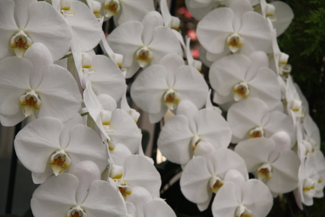 白い胡蝶蘭が幾重にも連なる豪華な大輪アレンジメントの写真｜黄色のリップが整然と並ぶコチョウラン・開店祝い・就任祝いに選ばれる法人向け高級フラワーギフトイメージ