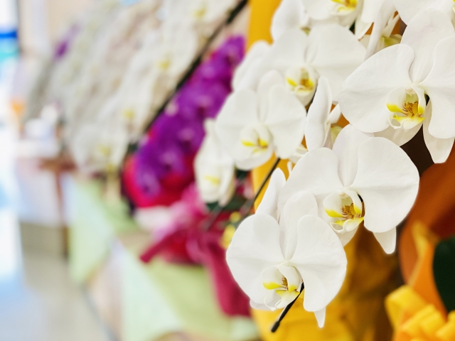 白い胡蝶蘭(ファレノプシス)の大輪鉢が並ぶ華やかな店頭展示写真|黄色のリップが映えるコチョウランとカラフルなラッピング・開店祝いや就任祝いなど法人贈答向け高級フラワーギフトイメージ