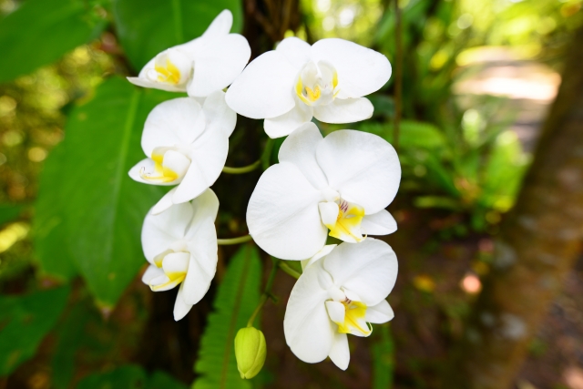 白い胡蝶蘭(ファレノプシス)が緑豊かな屋外で咲く写真|つぼみと大輪花が並ぶ自然光のコチョウラン・庭園風景に映える上品な高級フラワーギフトイメージ