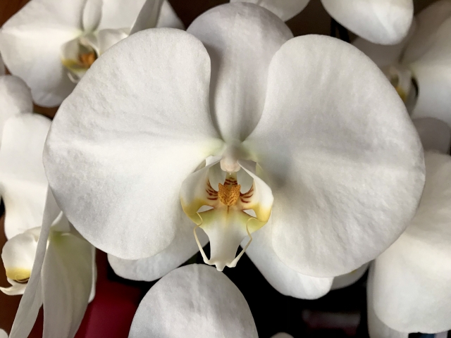 alt="白い胡蝶蘭の写真|IT企業やスタートアップ向けのシンプルな立札表記と英語社名の考え方を解説する記事イメージ"