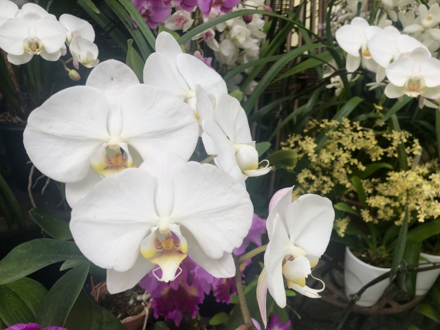 alt="白い胡蝶蘭の写真｜法人贈答で連名の順番や役職順を解説する記事イメージ"