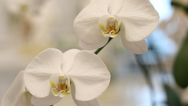 alt="胡蝶蘭の立札に書く御祝の表題ルールを解説する記事イメージ|法人贈答で使われる白い胡蝶蘭"