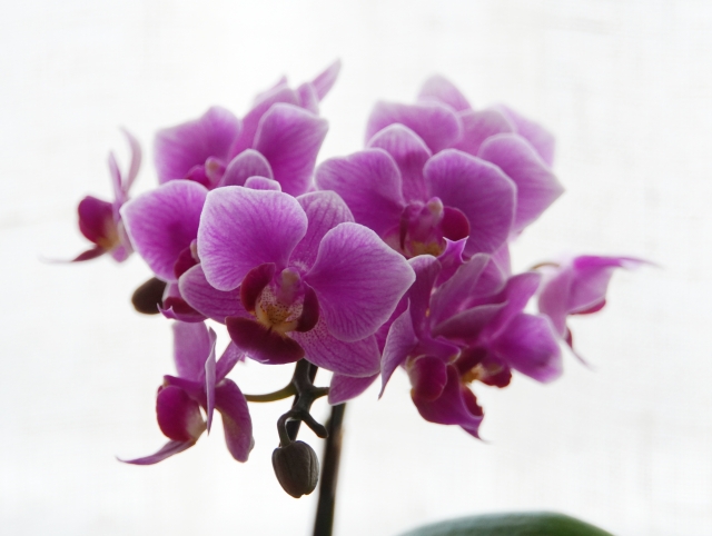 胡蝶蘭が紫色の花を咲かせています