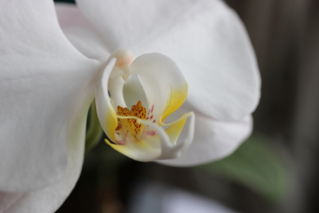 alt="法人向け胡蝶蘭ギフトの写真|立札の敬称「御中」と「様」の使い分けを解説する記事イメージ"