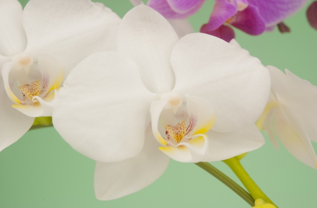 白い胡蝶蘭（ファレノプシス）の大輪花を淡いグリーン背景で撮影した写真｜黄色のリップが映える上品なコチョウランと紫系花のボケ・法人贈答や開店祝いに人気の高級フラワーギフトイメージ