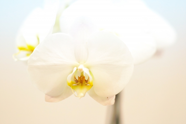 白い胡蝶蘭（ファレノプシス）の大輪花をやわらかな自然光で撮影した接写写真｜黄色のリップが美しく映える上品なコチョウラン・開店祝いや就任祝いに最適な法人贈答向け高級フラワーギフトイメージ