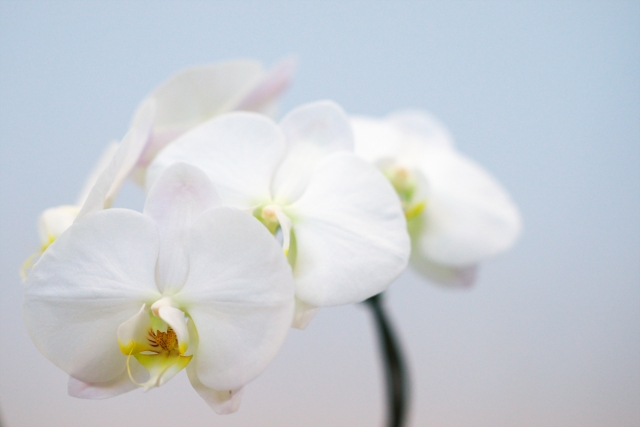 白い胡蝶蘭（ファレノプシス）が弧を描いて咲く上品な写真｜淡いブルー背景に映える大輪コチョウランと黄色のリップ・開店祝いや就任祝いに人気の法人贈答向け高級フラワーギフトイメージ
