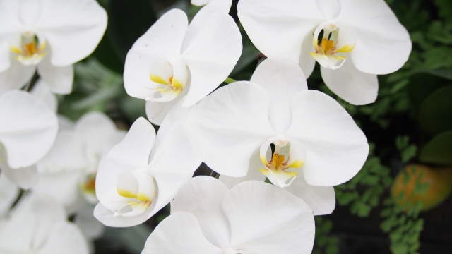 白い胡蝶蘭（ファレノプシス）が重なり合って咲く華やかな写真｜黄色のリップが際立つ大輪コチョウランとグリーン背景・開店祝いや法人贈答に最適な高級フラワーギフトイメージ