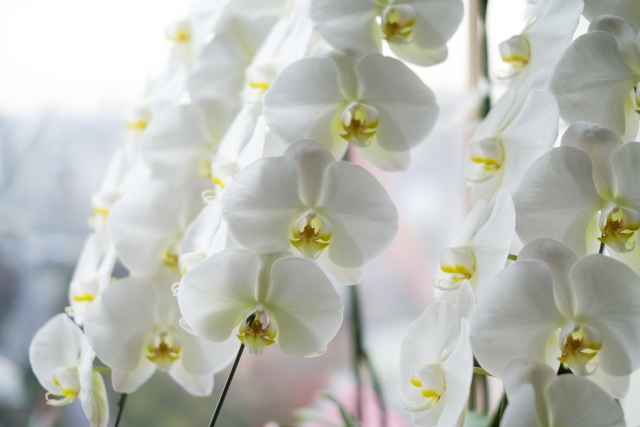 窓辺に連なる白い胡蝶蘭（ファレノプシス）の群生写真｜自然光に包まれた大輪コチョウランの上品で華やかな室内ディスプレイ画像
