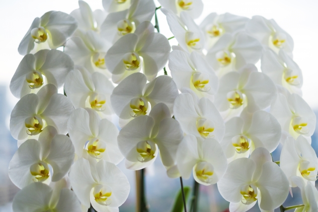 白い胡蝶蘭（ファレノプシス）が密に咲き誇る豪華な群生写真｜黄色のリップが美しい大輪コチョウランの室内ディスプレイ・開店祝いや就任祝いなど法人贈答向け高級フラワーギフトイメージ