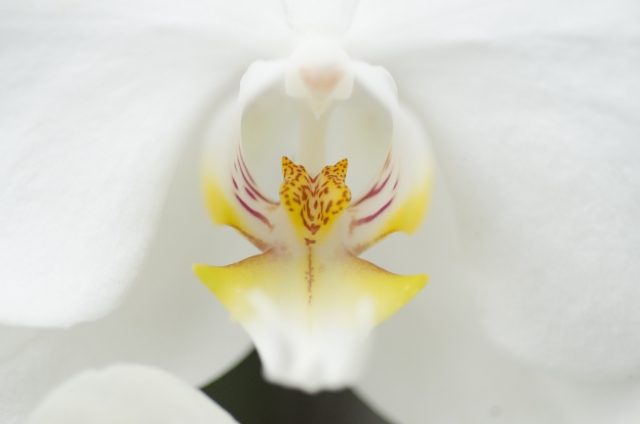 白い胡蝶蘭（ファレノプシス）のリップ部分を接写したマクロ写真｜黄色と赤紫の斑点が美しい花芯のクローズアップ・高級感ある法人贈答や開店祝い向けフラワーギフトイメージ