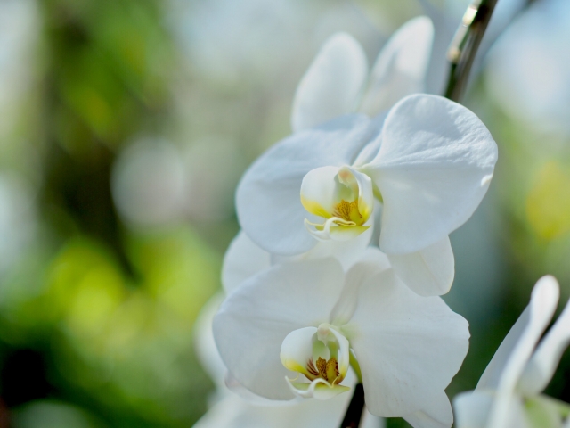 白い胡蝶蘭（ファレノプシス）の花を柔らかな自然光で撮影した接写写真｜背景ボケが美しい上品な大輪コチョウラン・高級感ある室内装飾と法人贈答向けフラワーギフトイメージ