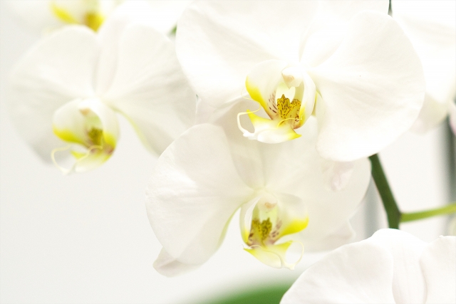 やわらかな白背景に映える白い胡蝶蘭（ファレノプシス）のクローズアップ写真｜黄色いリップが際立つ大輪コチョウランの清楚で上品な接写画像