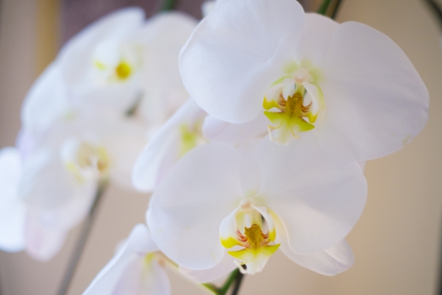 やわらかな室内光に包まれた白い胡蝶蘭（ファレノプシス）のクローズアップ写真｜黄色いリップが美しい大輪コチョウランの上品で清楚な画像
