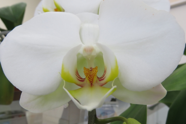 白い胡蝶蘭の正面アップ写真｜純白の大輪花弁と黄緑から黄色へと染まるリップが美しいコチョウラン・開店祝いや就任祝いに選ばれる上品な高級フラワーギフトイメージ