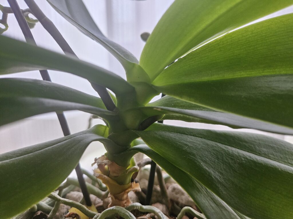 胡蝶蘭の花芽の出始め写真|株の中心から伸びる新しい葉の成長初期と花芽・根との違いを解説する見分け用画像
