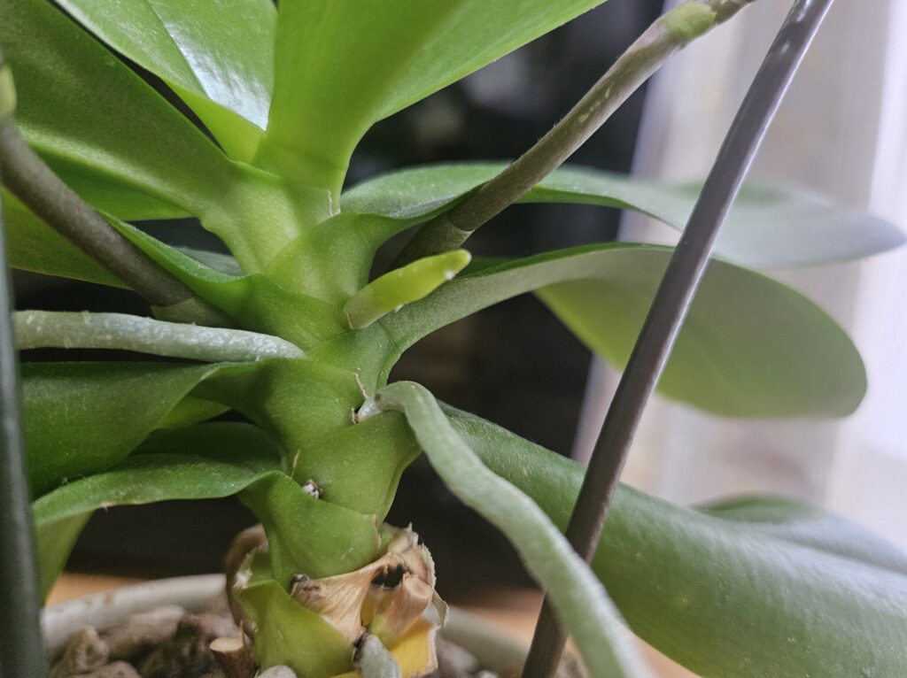 胡蝶蘭の葉の付け根から出た新しい根(新根)の写真|先端が丸くぷっくりした根の特徴と花芽との見分け方を解説する実例画像