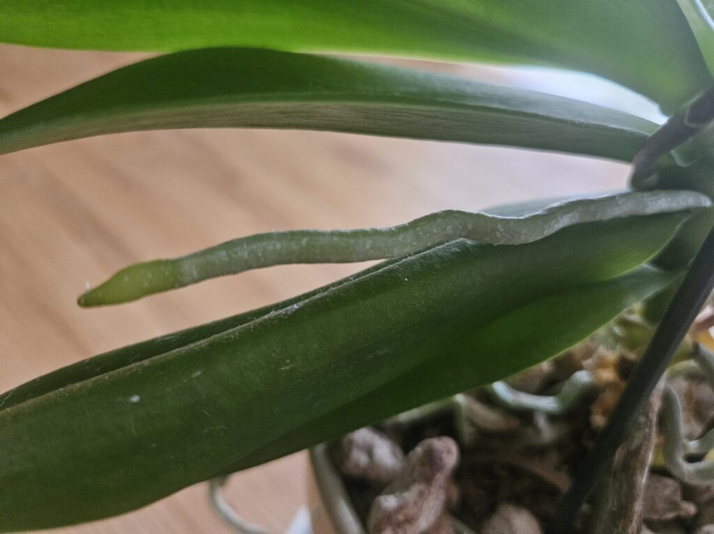 胡蝶蘭の新しい空中根の写真|葉の上を横に伸びる健康な根の状態と花芽との見分けポイントを解説する画像