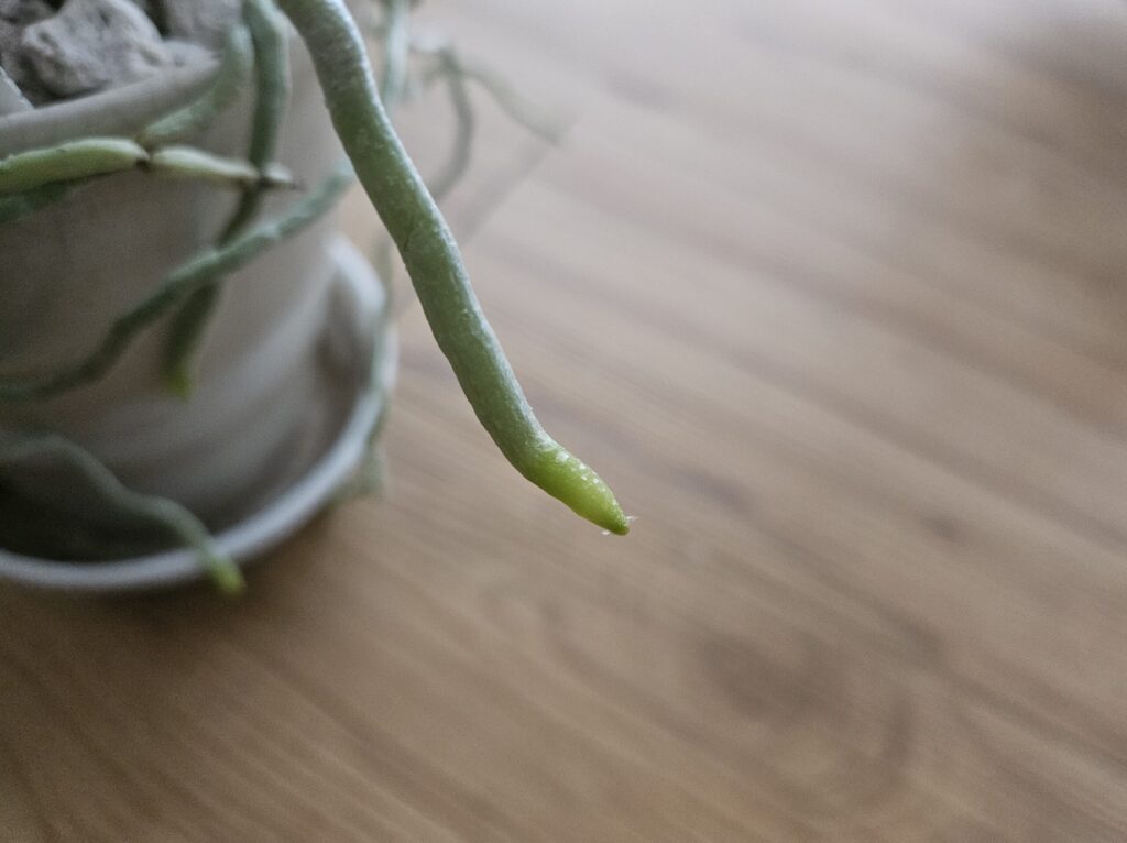 胡蝶蘭の新しい根の先端写真|丸くツヤのある緑色の根先の形状と花芽との違いを解説する見分け用画像