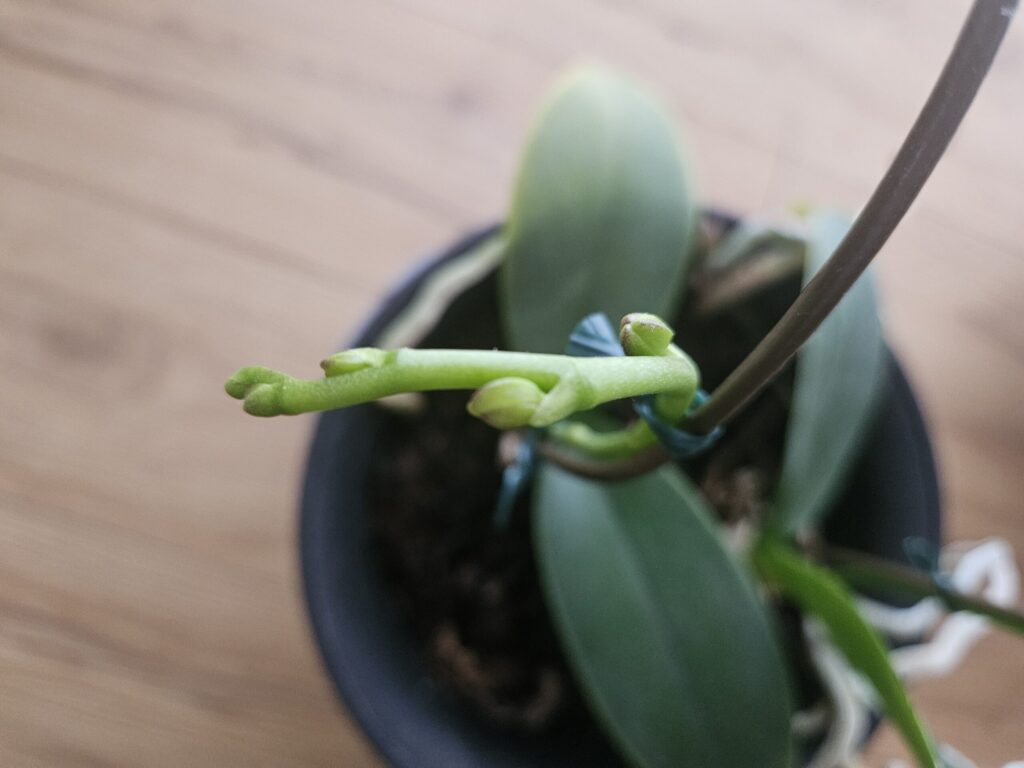 胡蝶蘭の花芽の成長初期写真|平たく伸びた花茎の先に小さな蕾が形成され始めた段階と根との見分けポイント