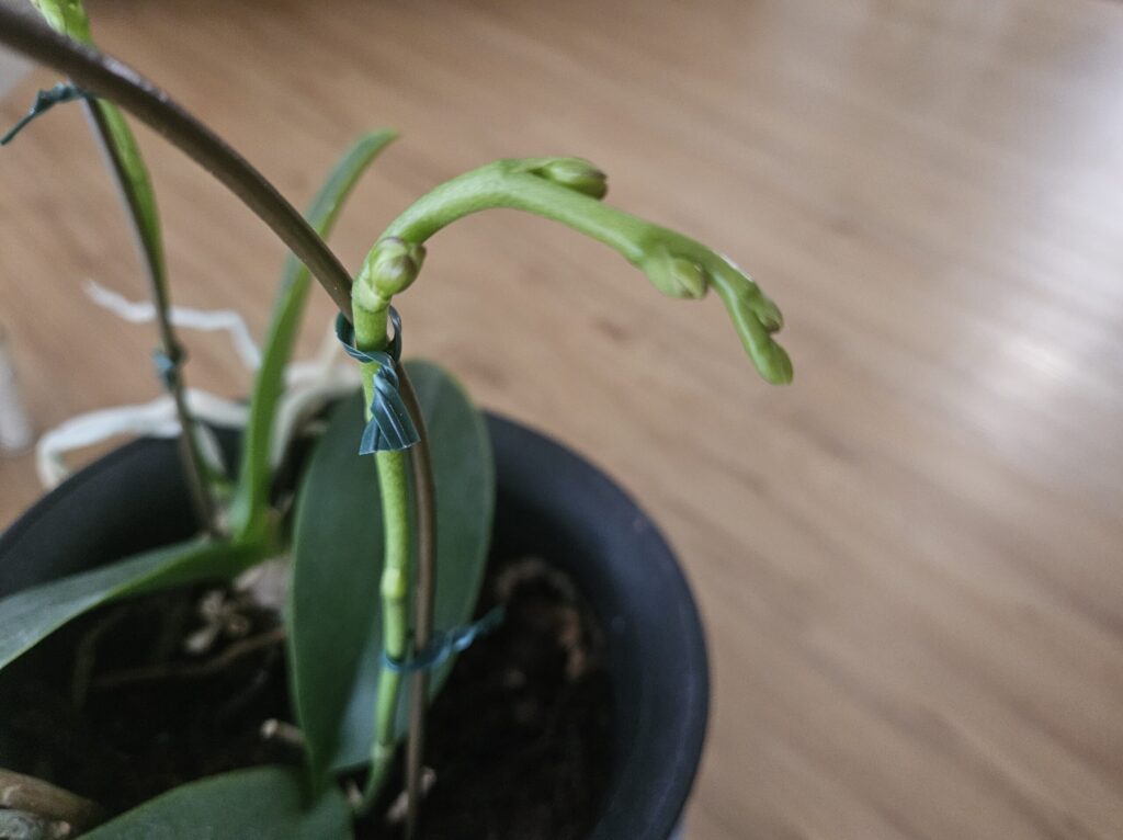 胡蝶蘭の花芽が伸びて蕾が並び始めた様子|花茎の成長段階と節の確認ポイントを解説する見分け用写真