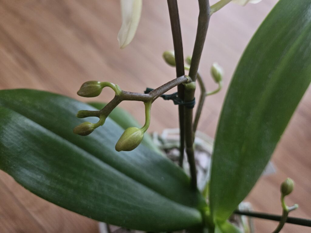 胡蝶蘭の花芽が枝分かれし蕾が膨らみ始めた様子|花茎の分岐と蕾の成長段階を確認できる写真|花芽と根の見分け