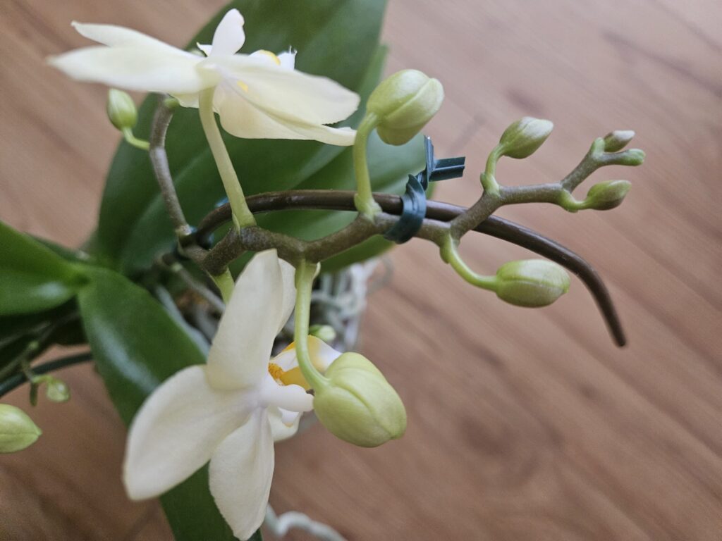 胡蝶蘭の花芽から開花へ進んだ様子|花茎に並ぶ蕾と咲き始めた白い花の状態を確認できる成長段階写真|花芽と根の見分け