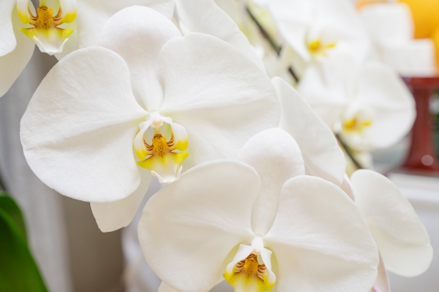 白い胡蝶蘭(ファレノプシス)の大輪花を接写した写真|黄色のリップが際立つ上品なコチョウランの室内飾り・法人贈答向け高級フラワーギフトイメージ