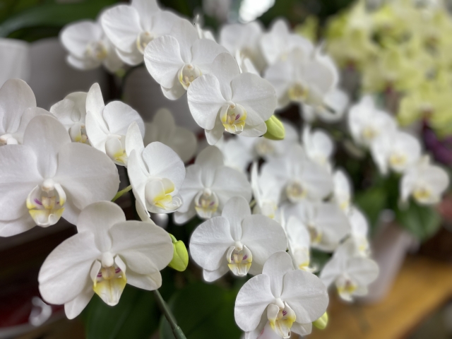 白い胡蝶蘭(ファレノプシス)が連なる豪華な鉢植え写真|満開の大輪コチョウランと蕾が並ぶ室内装飾・開店祝いや法人贈答向け高級フラワーギフトイメージ