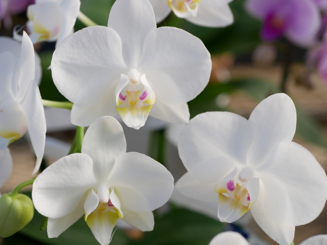 白い胡蝶蘭(ファレノプシス)の大輪花を正面から捉えた接写写真|黄色と淡いピンクのリップが映える上品なコチョウラン・高級感ある室内装飾と法人贈答向けフラワーギフトイメージ