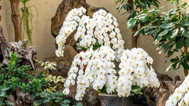 白い胡蝶蘭(ファレノプシス)の豪華な鉢植えを和風庭園風に飾った写真|岩壁と観葉植物を背景に滝のように咲く大輪コチョウラン・高級感ある法人贈答や店舗装飾向けフラワーギフトイメージ
