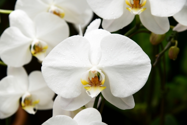 白い胡蝶蘭(ファレノプシス)の花弁に水滴が付いた接写写真|黄色のリップが映える清楚な大輪コチョウラン・高級感ある室内装飾と法人贈答向けフラワーギフトイメージ