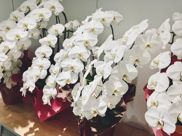 白い胡蝶蘭(ファレノプシス)の三本立ち大輪鉢が並ぶ豪華な室内写真|赤いラッピングが映える満開コチョウラン・開店祝いや就任祝いなど法人贈答向け高級フラワーギフトイメージ