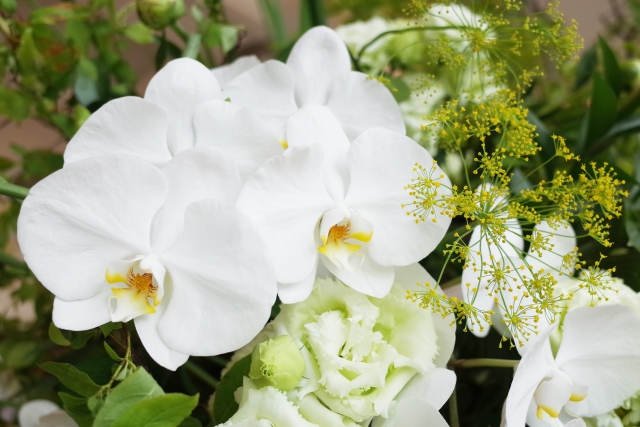 白い胡蝶蘭(ファレノプシス)とグリーン系フラワーを合わせた上品なアレンジメント写真|黄色のリップが映える大輪コチョウランと繊細な小花の調和・法人贈答や祝い花に最適な高級フラワーギフトイメージ