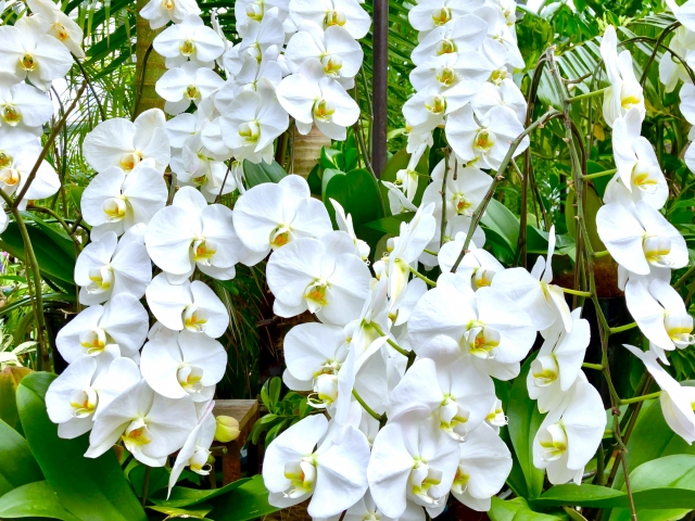 白い胡蝶蘭(ファレノプシス)が温室内で垂れ咲く群生写真|緑の葉とともに連なる大輪コチョウラン・開店祝いや法人贈答に人気の高級フラワーギフトイメージ