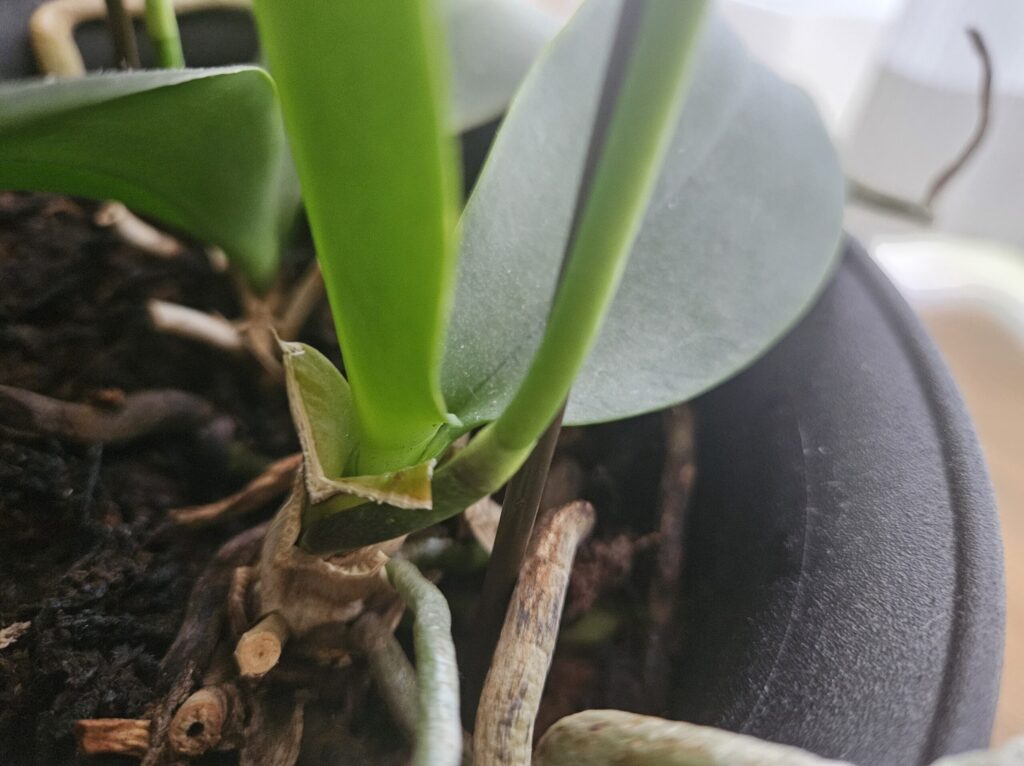 胡蝶蘭の花芽の出始め写真|葉の付け根から平たく伸びる花芽(花茎)の先端形状と根との見分けポイントを解説する実例画像