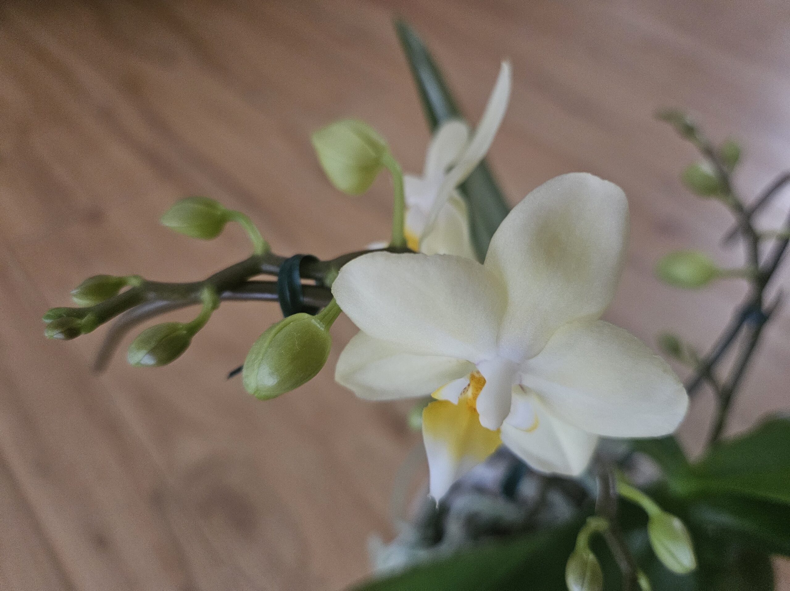 胡蝶蘭の花が咲き始めています　先端には次に開花する蕾があります