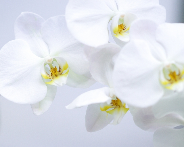 白い胡蝶蘭の花をやわらかな光で捉えた写真｜淡い背景に映える黄色いリップが美しいコチョウランの上品なクローズアップ