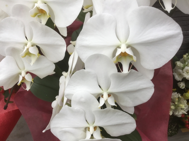 白い胡蝶蘭が重なり合って咲くクローズアップ写真｜赤いラッピングを背景に映えるコチョウランの上品で華やかな花姿