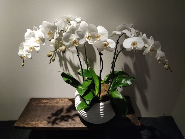 白い胡蝶蘭の鉢植えを室内に飾った写真｜アーチ状に咲く大輪コチョウランと艶やかな葉が映える上品なインテリア風景