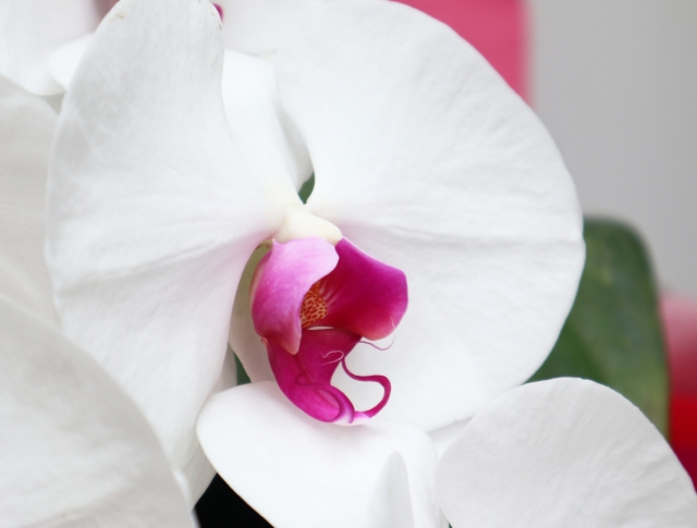 白い胡蝶蘭の花をクローズアップした写真｜鮮やかなピンク色のリップが際立つコチョウランの上品で華やかな花姿